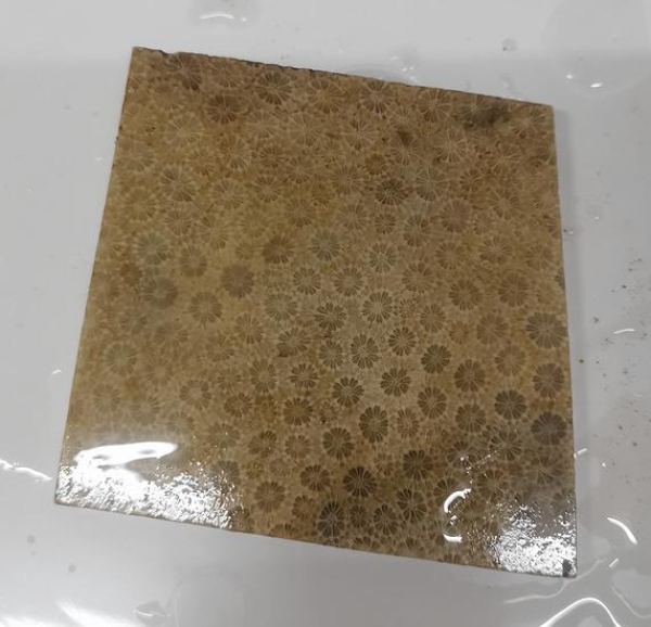 Slab Fossil Coral